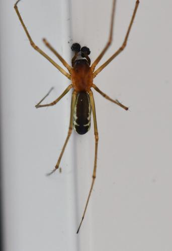 Réf. 323 504 : Neriene radiata